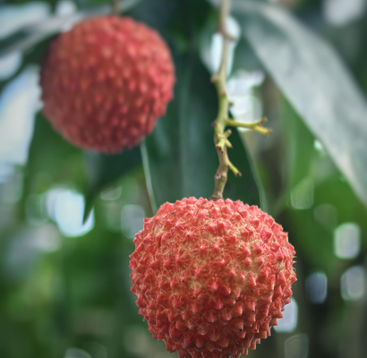Lychee Fruit