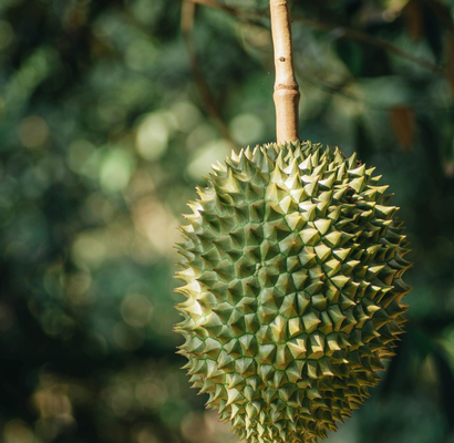 Durian Fruit